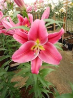 [4175 Alamosa VH No202.JPG]